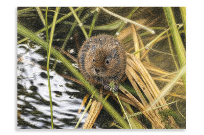 The Water Vole - Artistic